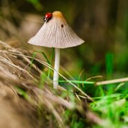 A Short Guide On Golden Teacher Mushrooms!