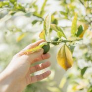 A Zesty Hobby: Growing Your Own Lime Trees