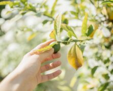 A Zesty Hobby: Growing Your Own Lime Trees